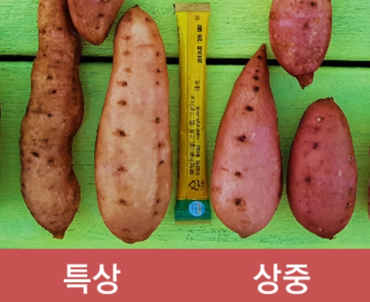 (세척) 꿀밤고구마 5kg (특상)