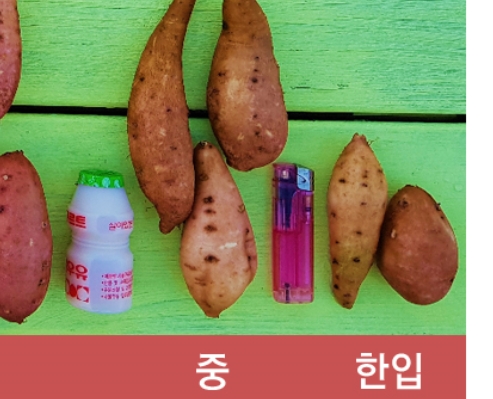 (세척) 꿀밤고구마  5kg (한입)