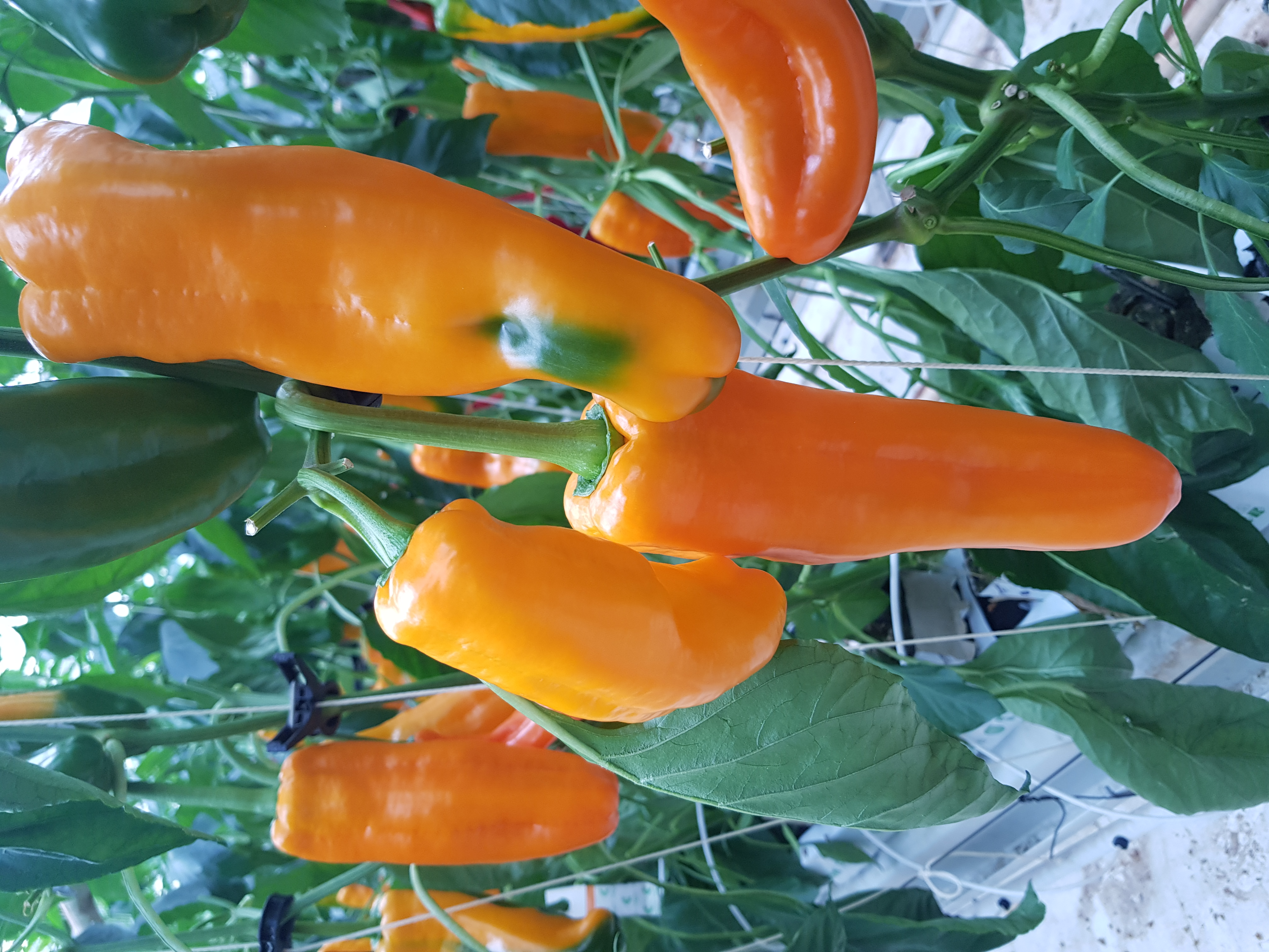 길쭉달달 바나나파프리카 - 5kg ( 35~60개내외 )