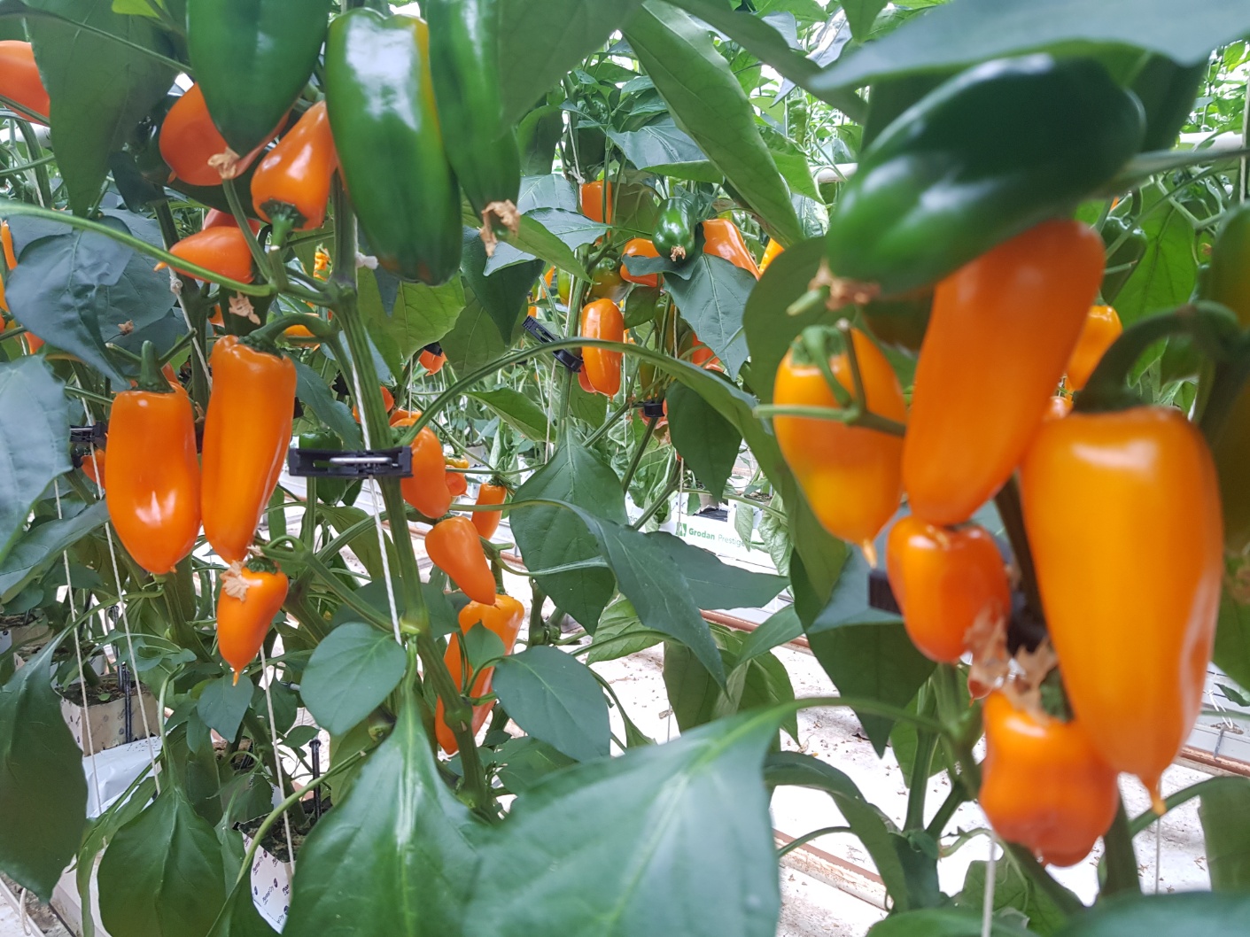 씨없는 미니파프리카  - 2kg