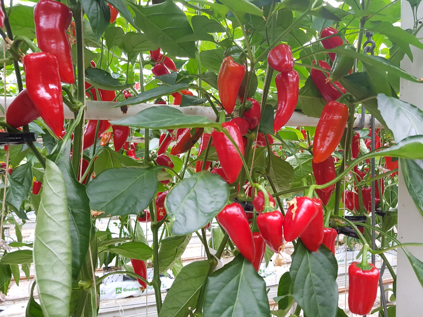 씨없는 미니파프리카 - 5kg