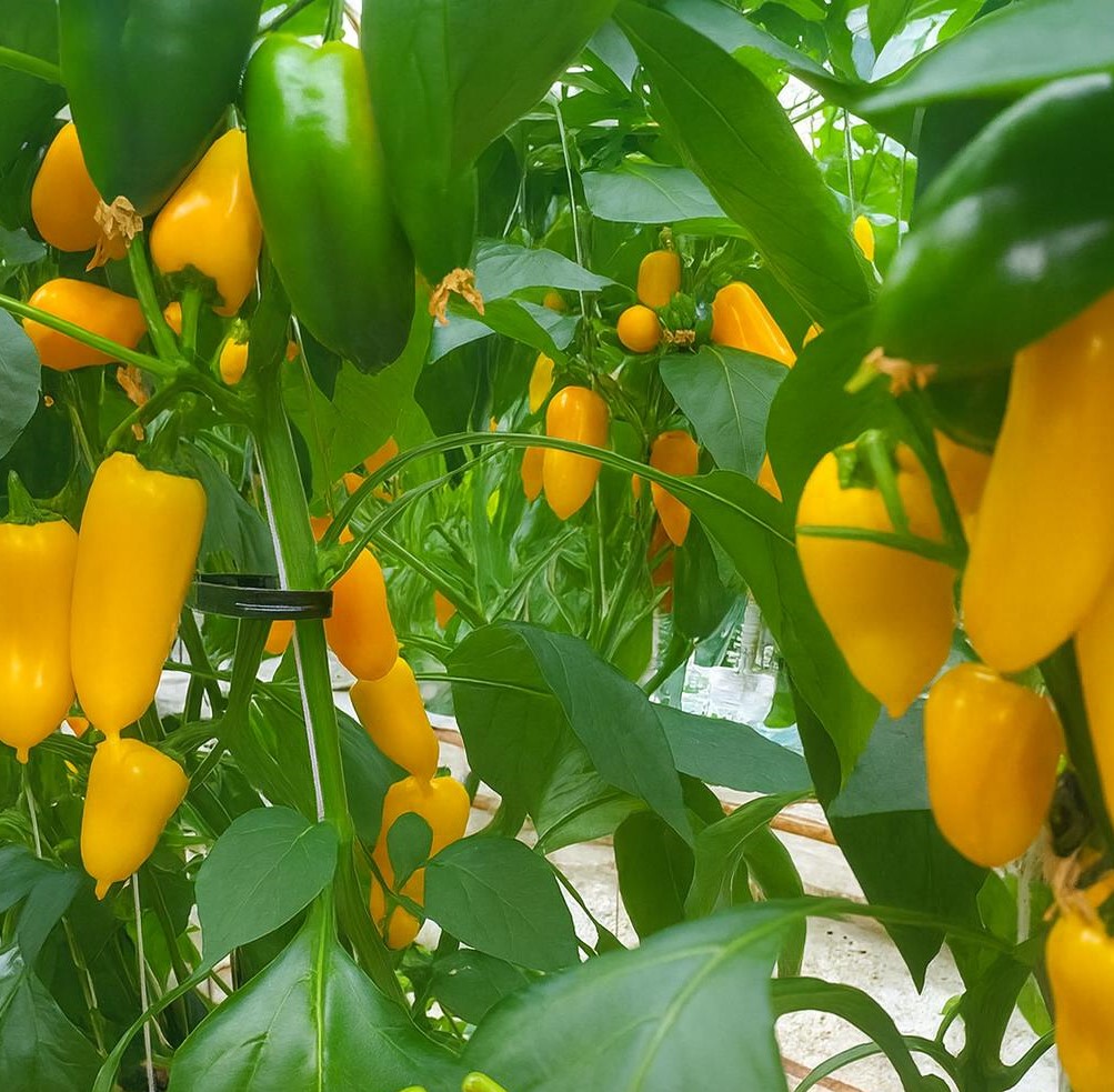 씨없는 미니파프리카 - 5kg